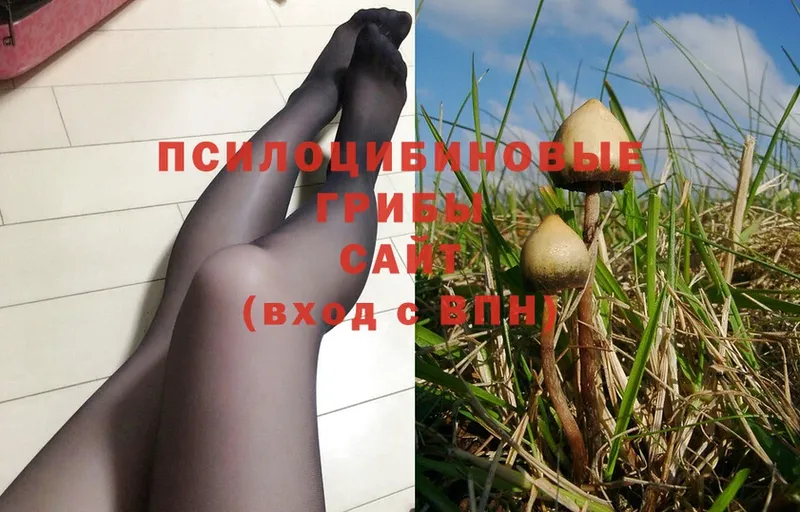 Псилоцибиновые грибы Psilocybine cubensis  Дятьково 